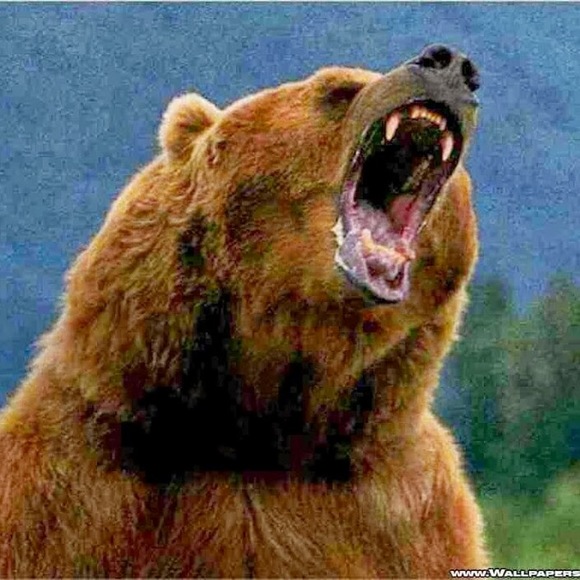 frantzbear
